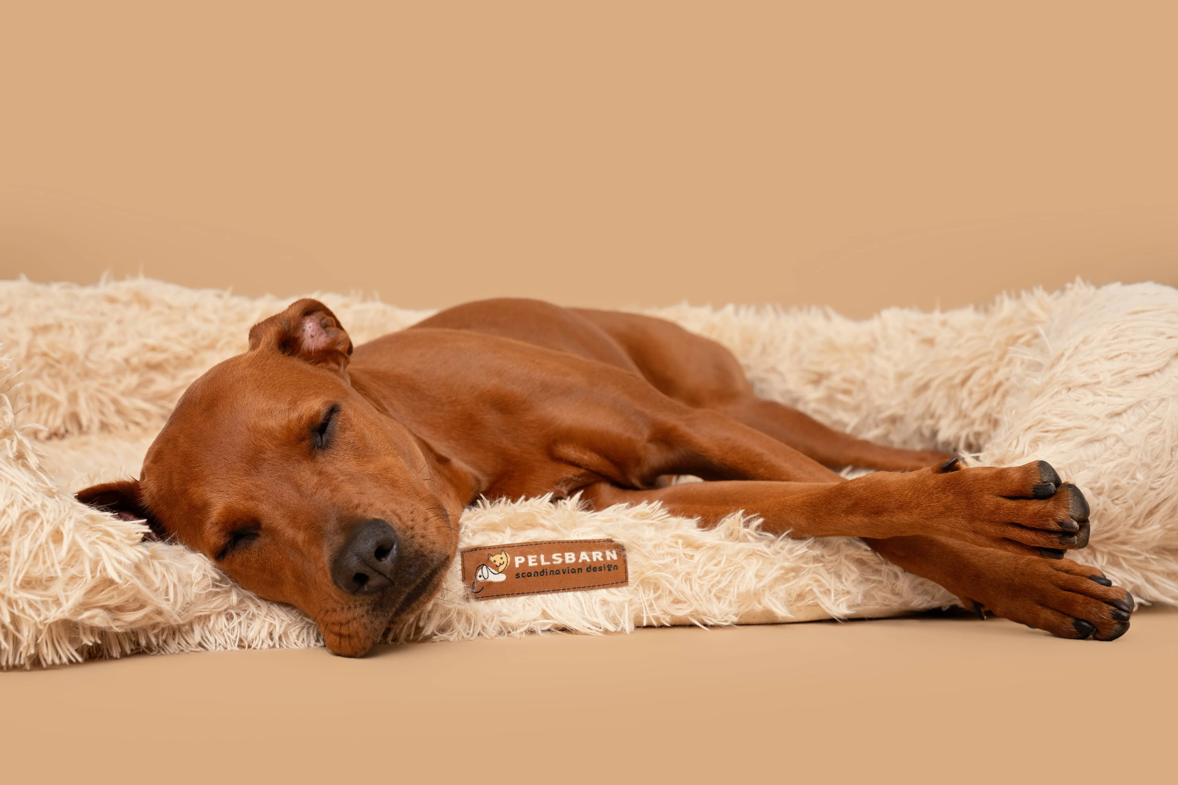 Style Your Dog, Save Another